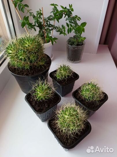 Кактусы и суккуленты, комнатные цветы