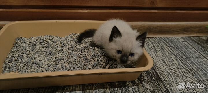 Котята в добрые руки бесплатно