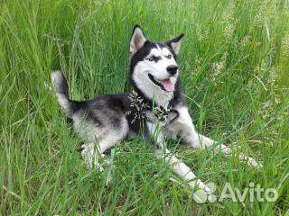 Хаски вязка