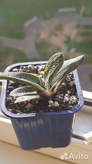 Суккуленты