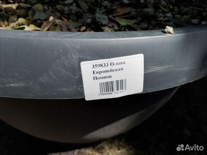 Олива Помпоны 359833