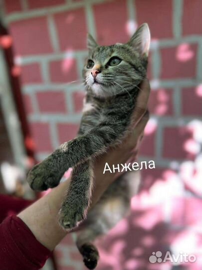 Котята и взрослые котики ищут дом