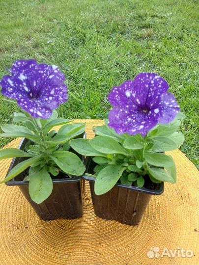 Продажа цветов петунии ампельной