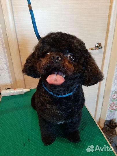 Стрижки собак