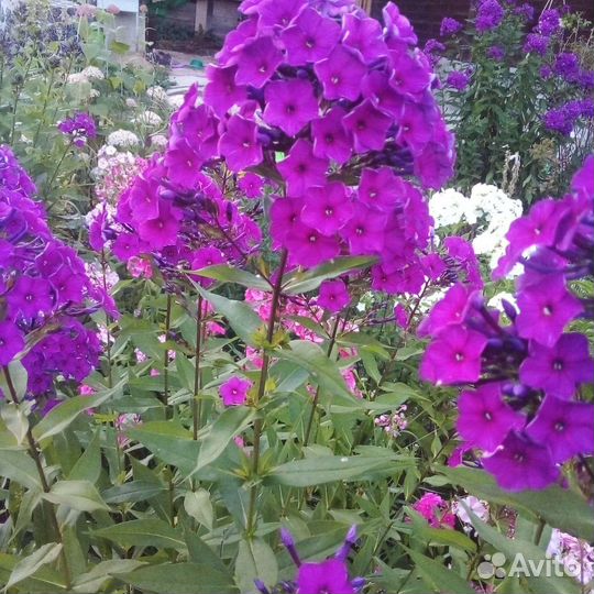 Флоксы многолетние