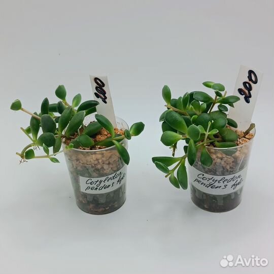 Суккуленты разные 4