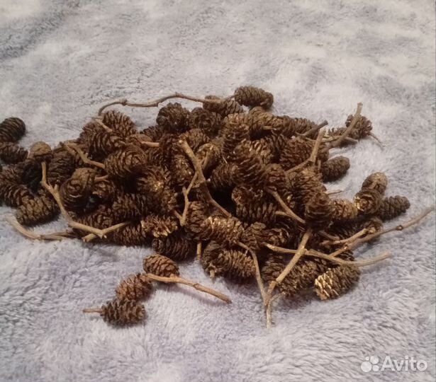 Ольховые шишки шишки ольхи