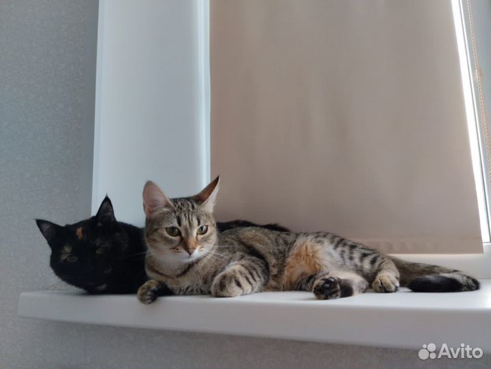 Кошка в дар бесплатно