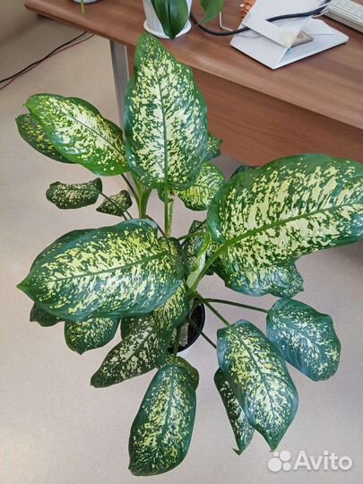 Комнатные растения