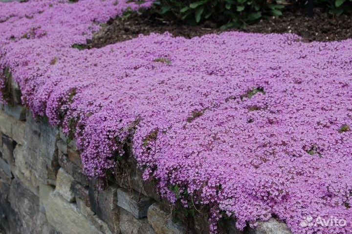 Тимьян ползучий