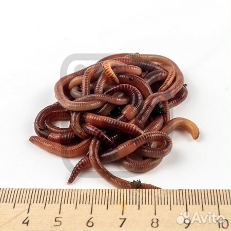 Дендробена