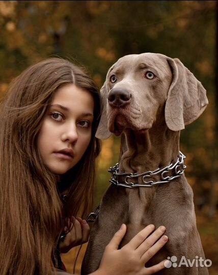 Собака веймаранер для фотосессии