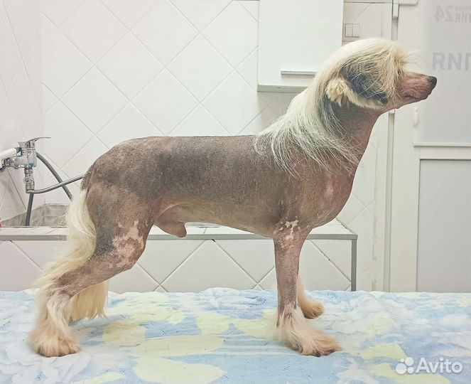 Продается молодой кобель Китайской хохлатой