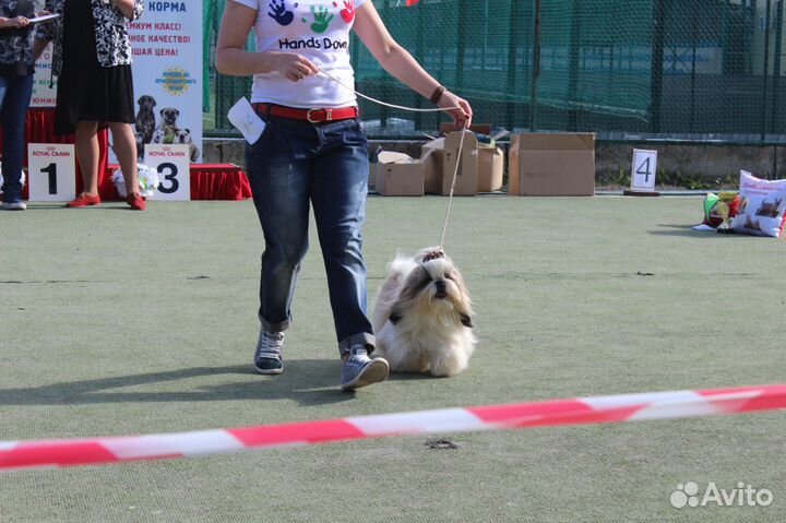 Кобель Ши-Тцу для вязки