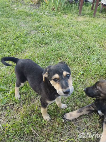 Щенки в добрые руки