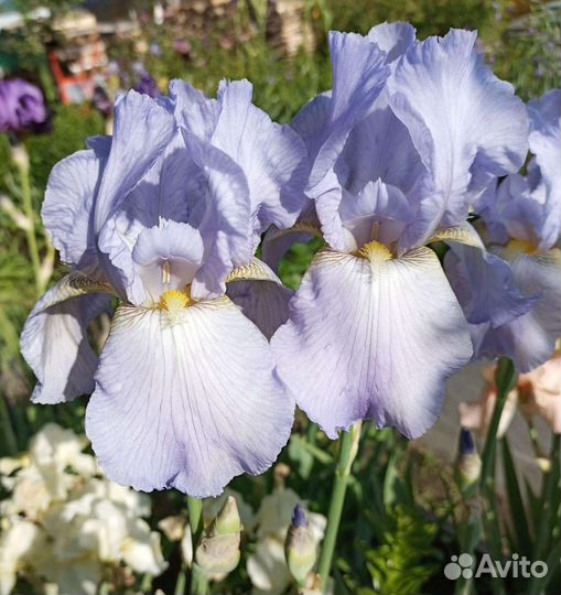 Ирисы бородатые сортовые