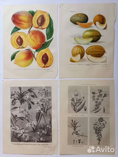 Иллюстрации винтажные ботаника флора фауна