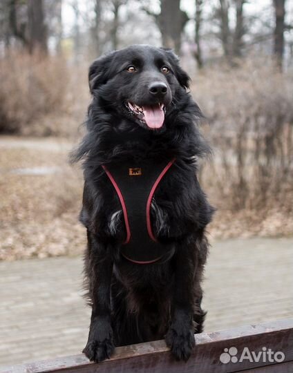 Черная собака в добрые руки