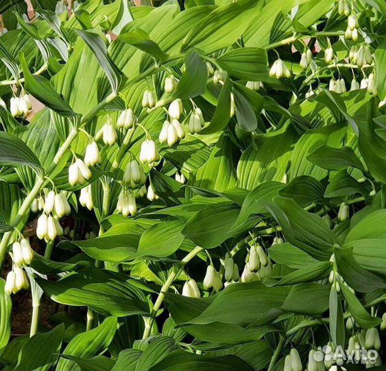 Многолетники:дицентра,медуница,традесканция,чистец