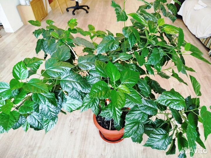 Гибискус (китайская роза) красная махровая