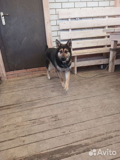 Немецкая овчарка