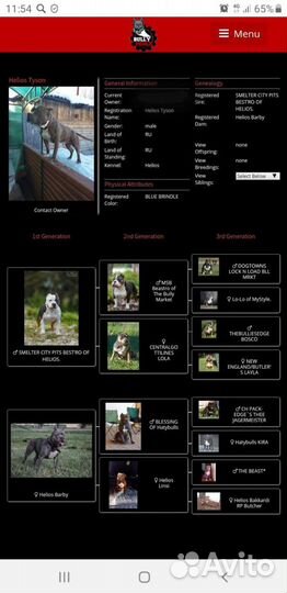 Американский булли (вязка)