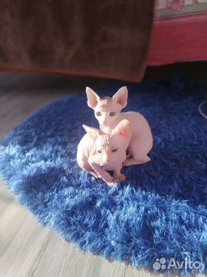 Продам котят, мальчик и девочка