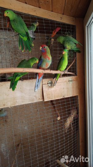 Пинантовая красная розелла и другие