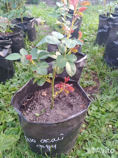 Роза Блю Скай Фри