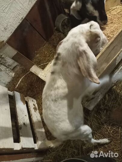 Козочка нубийка, и козлики нубийских кровей