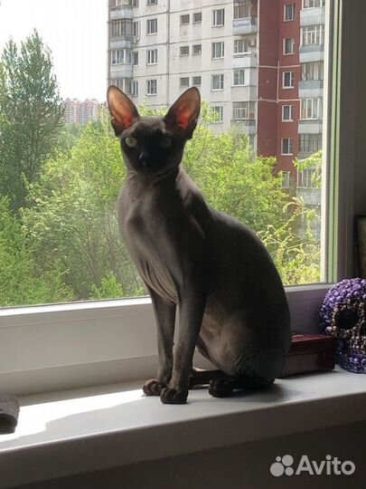 Канадский сфинкс вязка