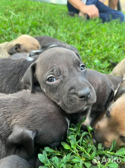 Щенки питбуля