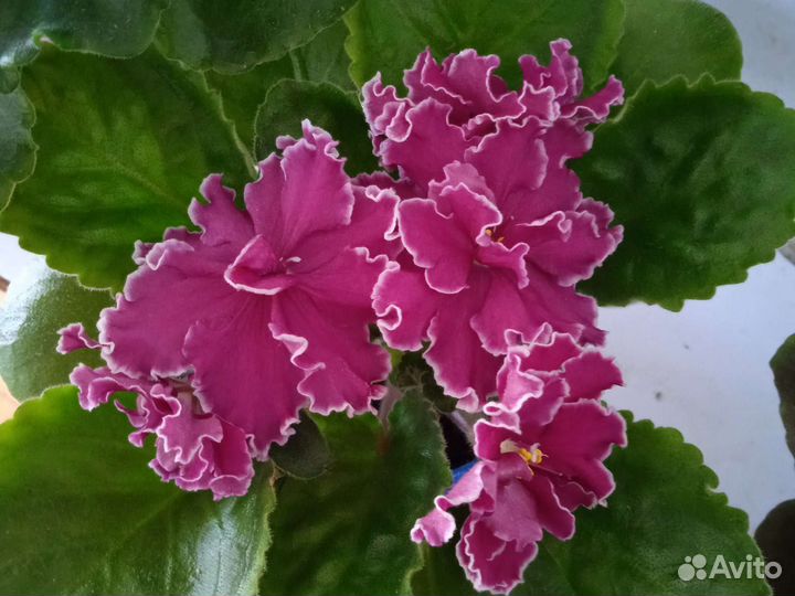 Сортовые фиалки