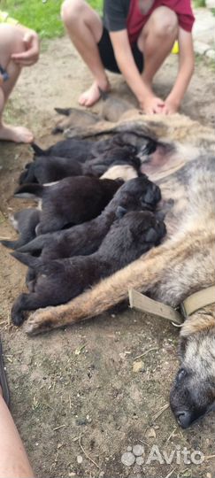 Собаки щенки