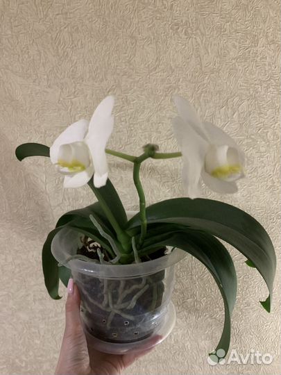 Орхидея фаленопсис