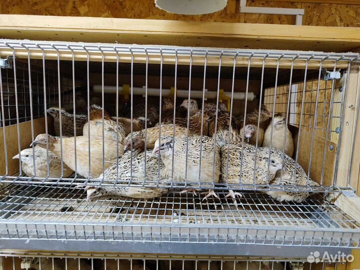 Перепела разных возрастов