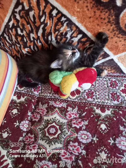 Кошки мейн-кун