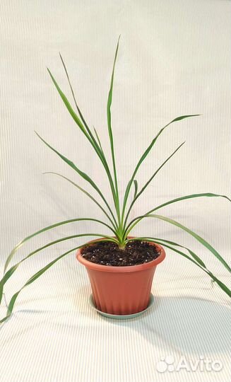 Юкка (комнатное растение)