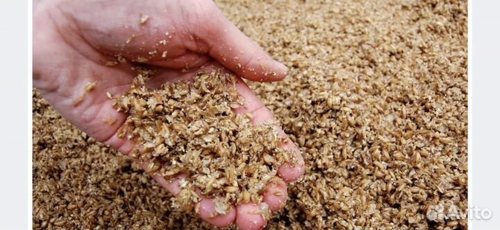 Пивная дробина