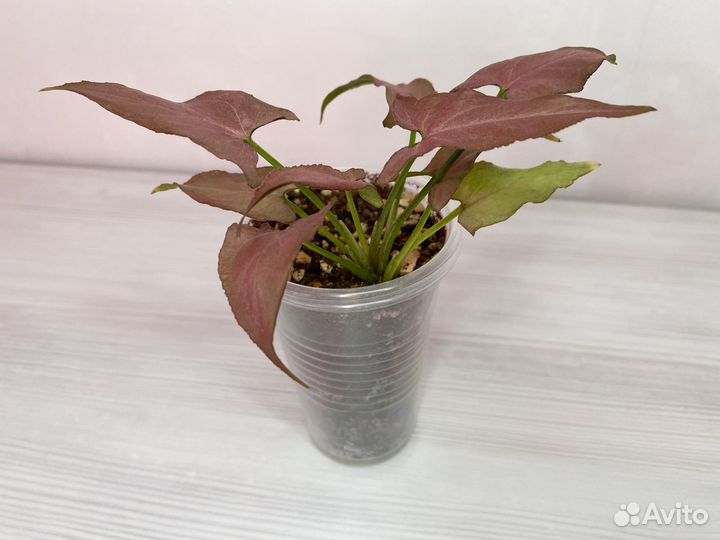 Сингониум омбре пинк грин