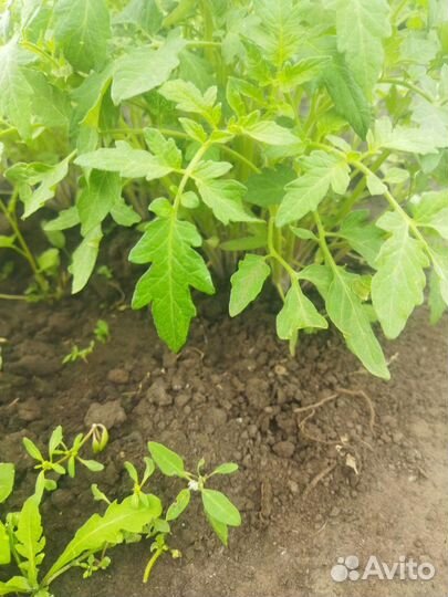 Помидоры смесь сортов