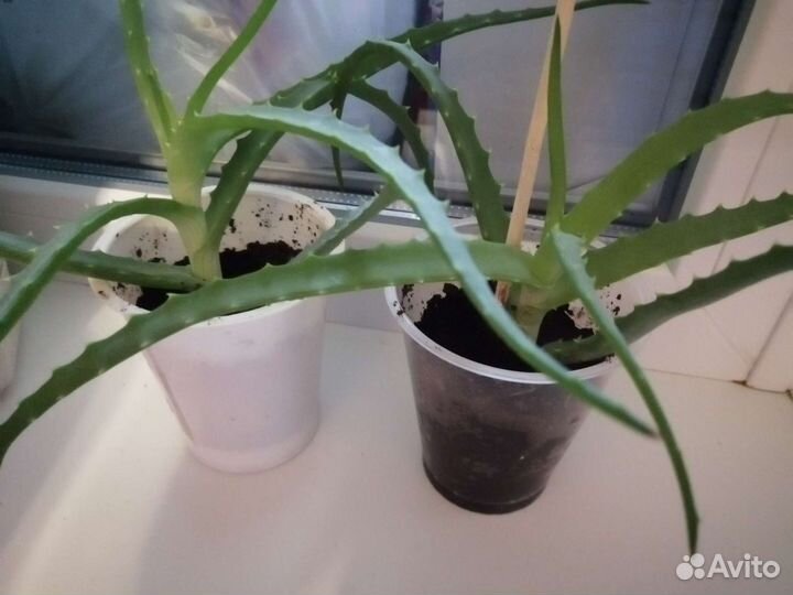 Алоэ молодое