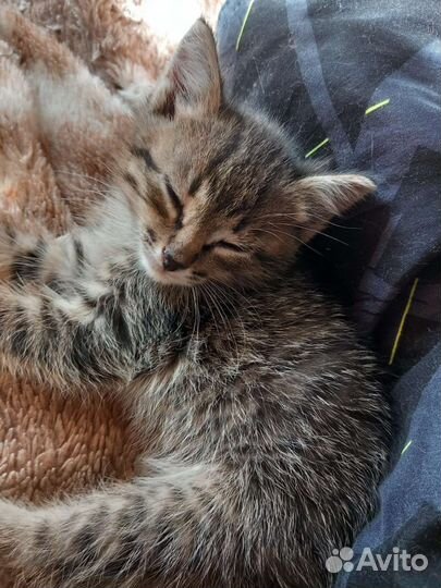 Отдамим котят бесплатно