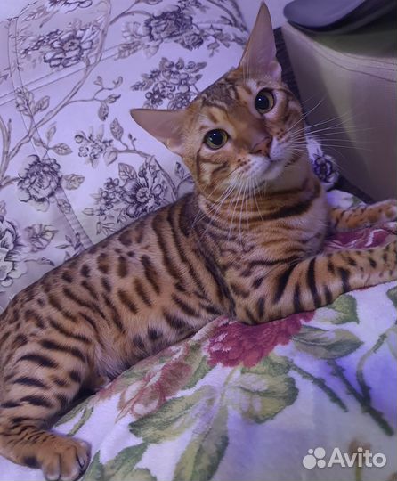Вязка Бенгальский кот