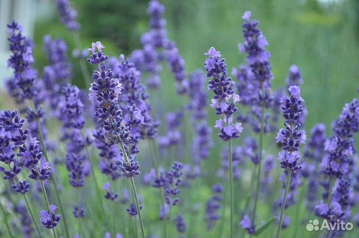 Горная лаванда