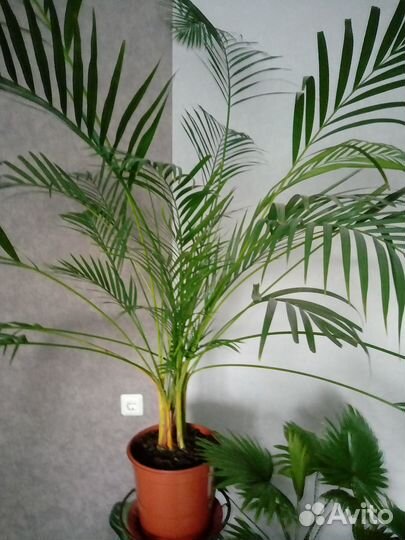 Пальма Арека