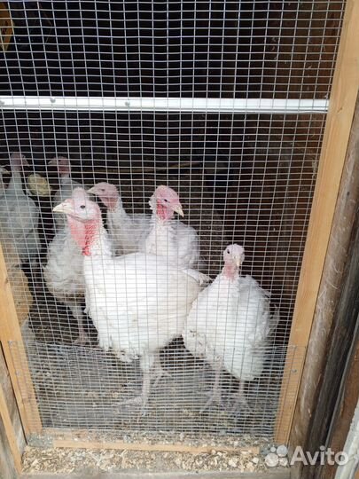 Индюки биг 6 хайбрид тяжёлый крос