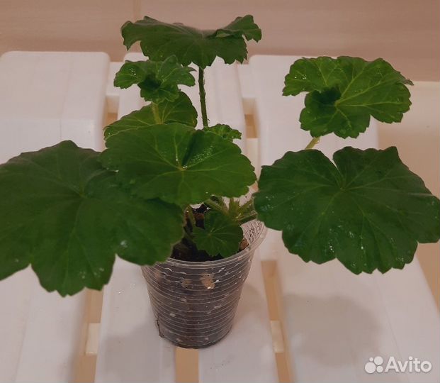 Герани и пеларгонии