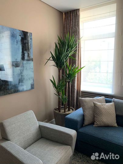 Озеленение интерьера квартиры и дома