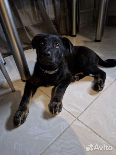 Добрый щенок